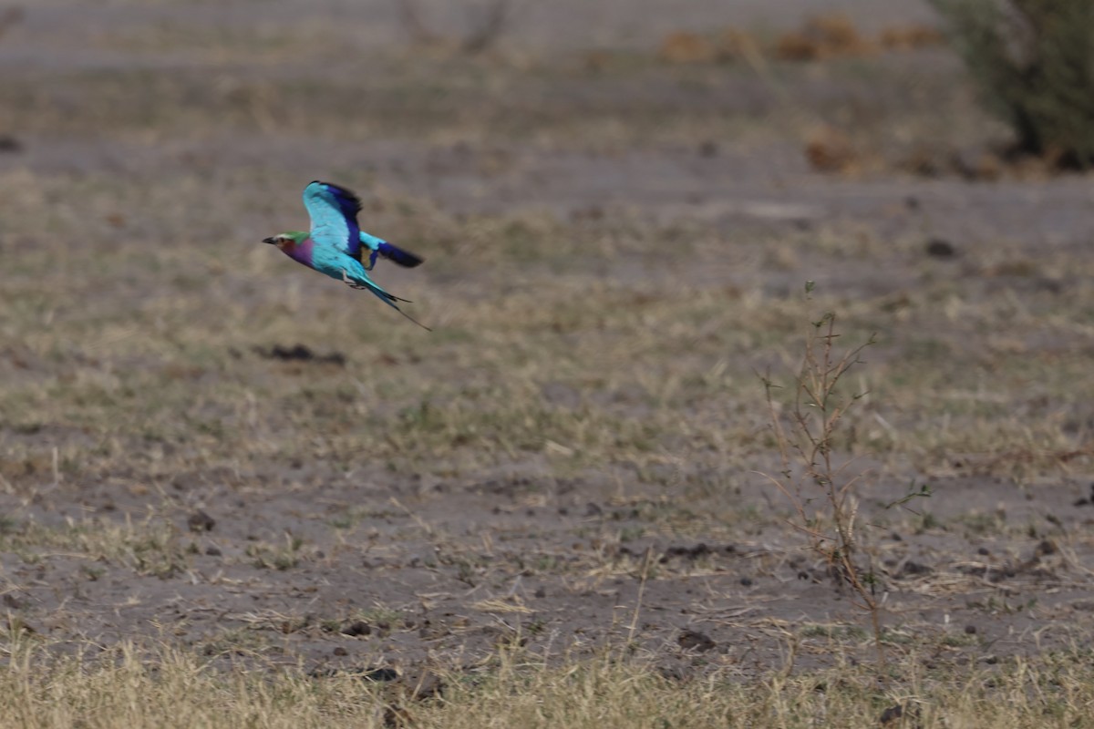 Lilac-breasted Roller (Lilac-breasted) - ML638232907