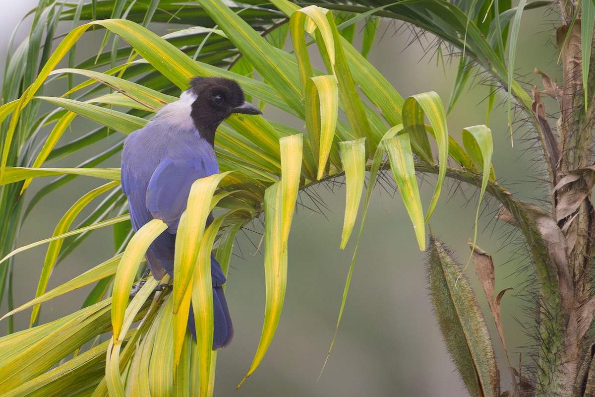 Violaceous Jay - ML638232929