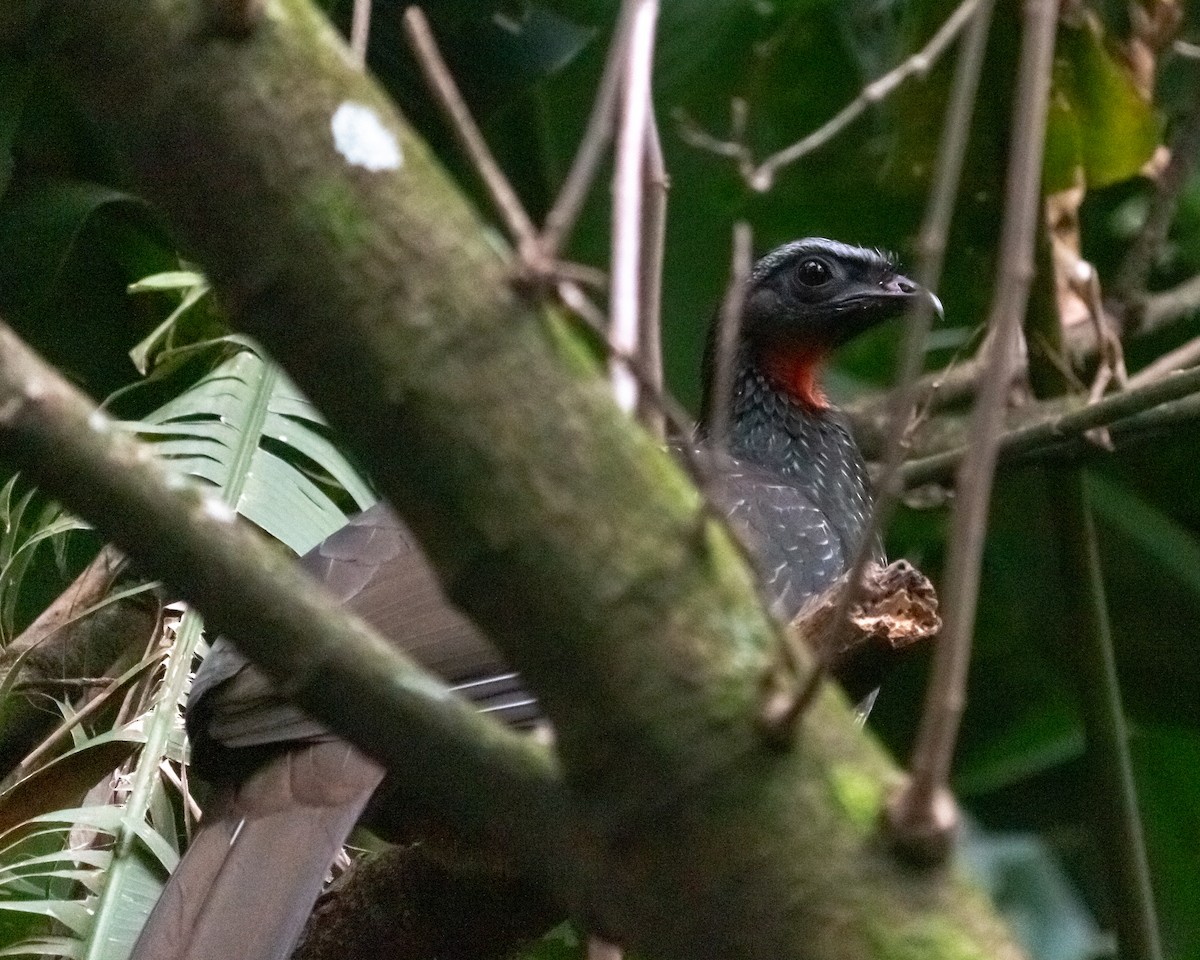 Dusky-legged Guan - ML638232932