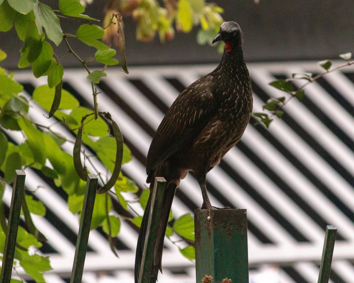Dusky-legged Guan - ML638232935