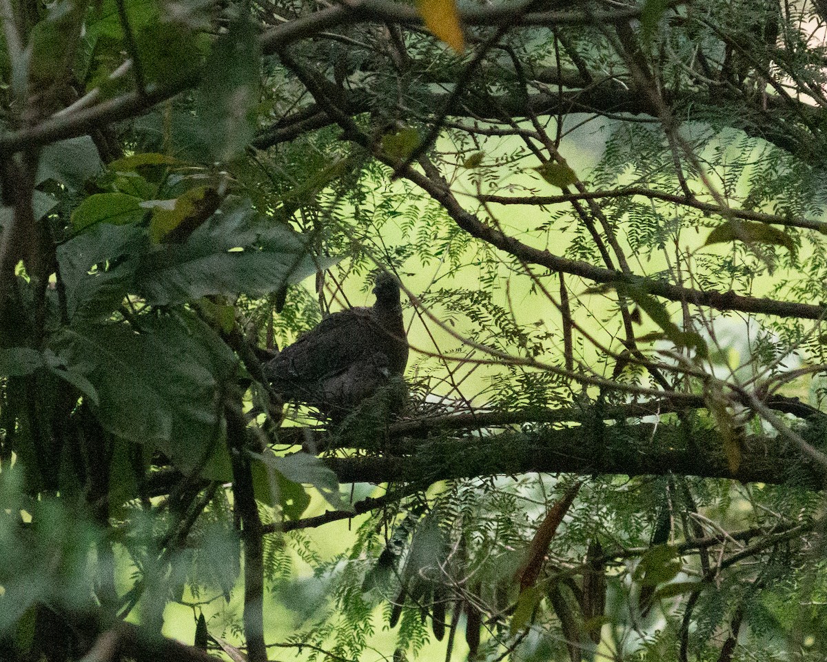 Picazuro Pigeon - ML638232938