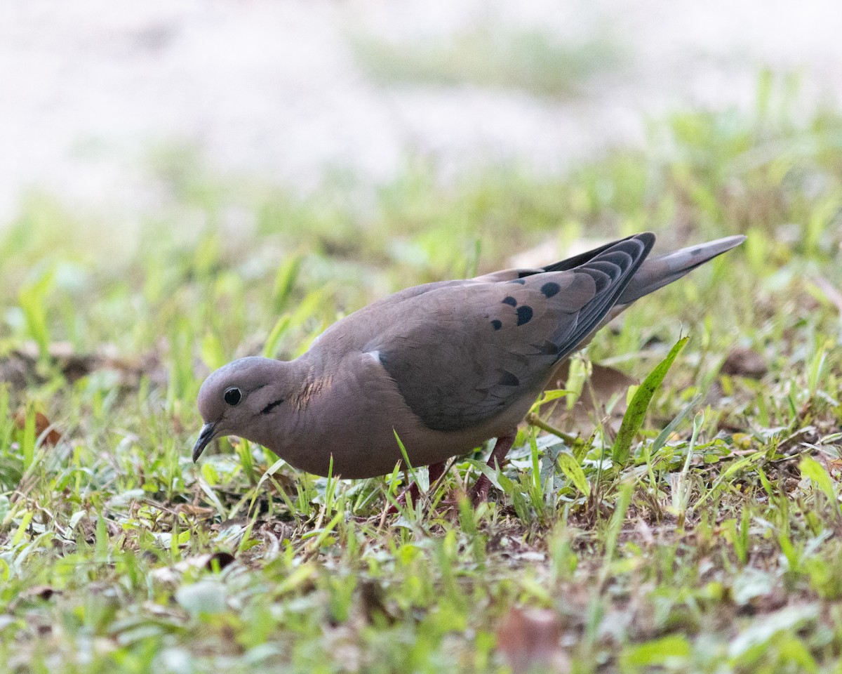 Eared Dove - ML638232945