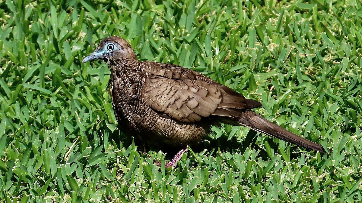 Zebra Dove - ML638232948
