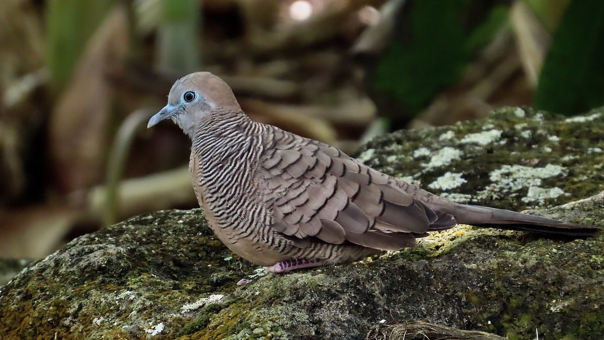 Zebra Dove - ML638232950
