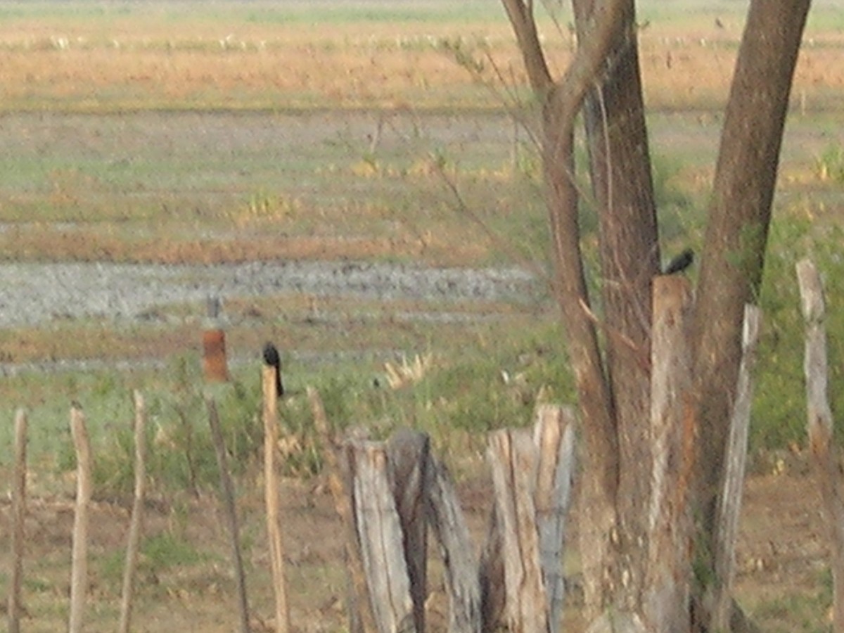 Groove-billed Ani - ML638232954