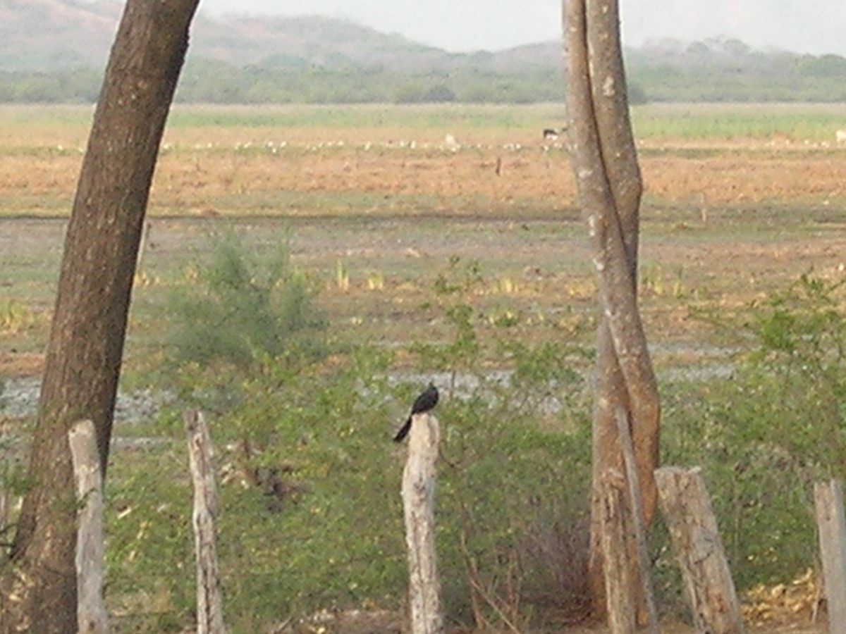 Groove-billed Ani - ML638232955