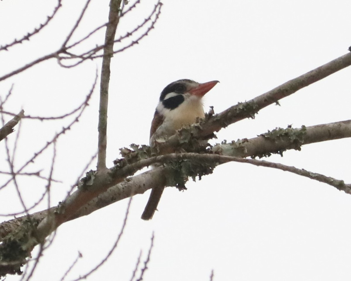 White-eared Puffbird - ML638232956
