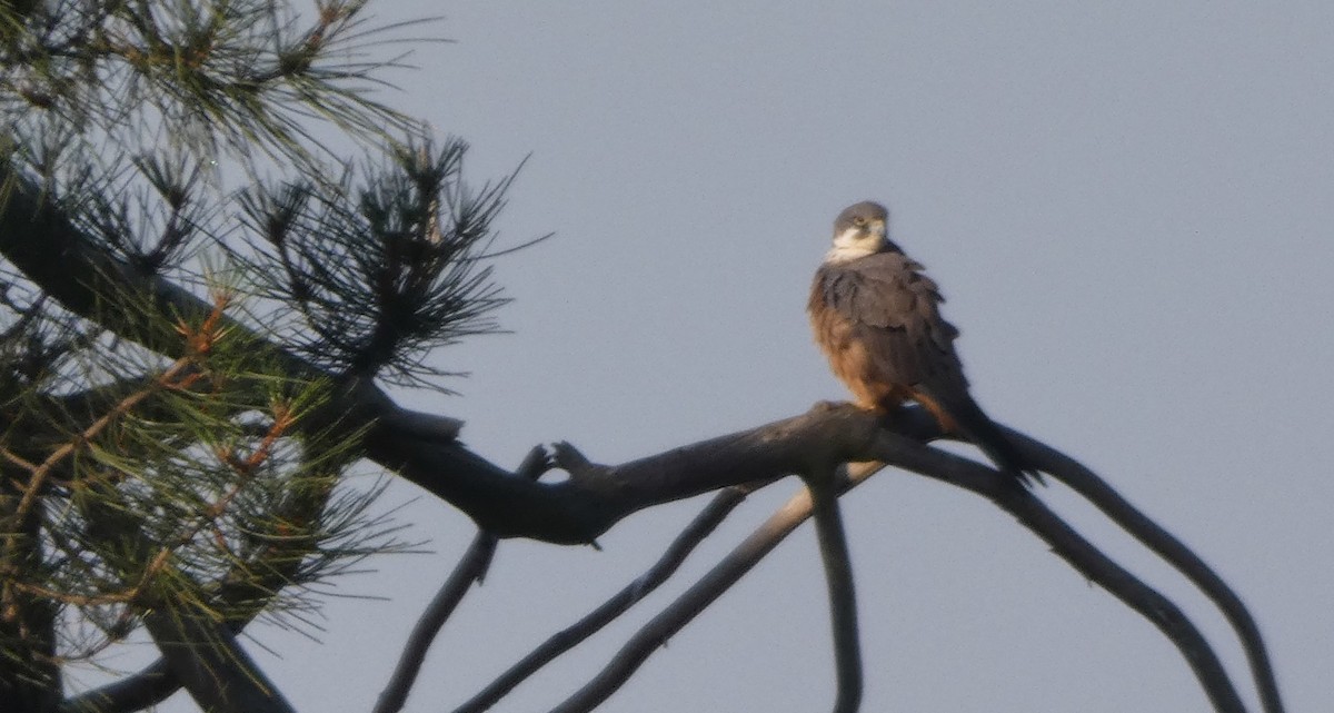 Eleonora's Falcon - ML638232959