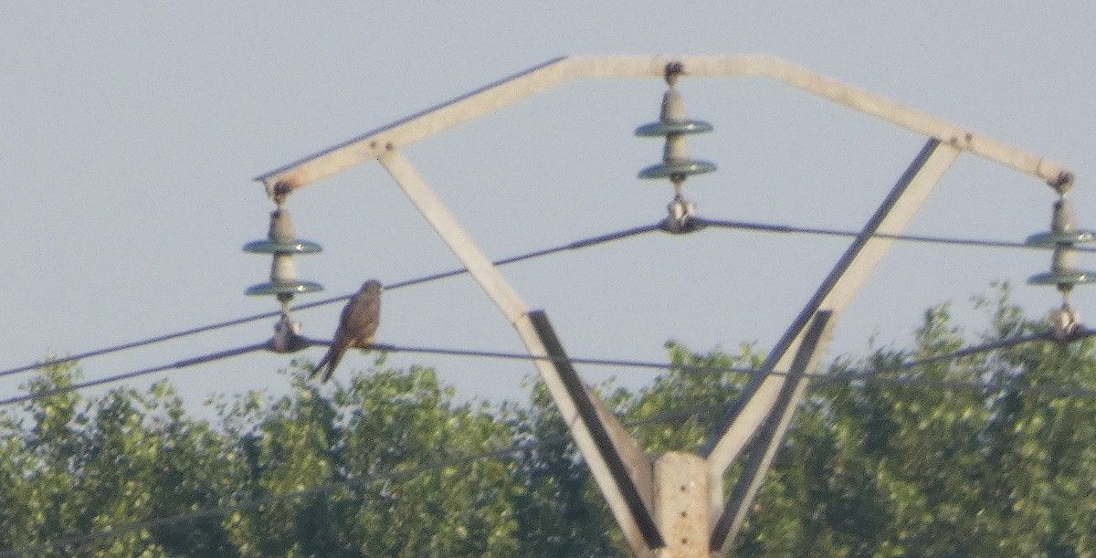 Eleonora's Falcon - ML638232960