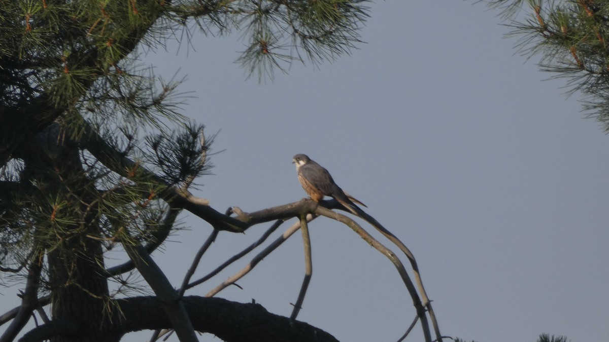 Eleonora's Falcon - ML638232971
