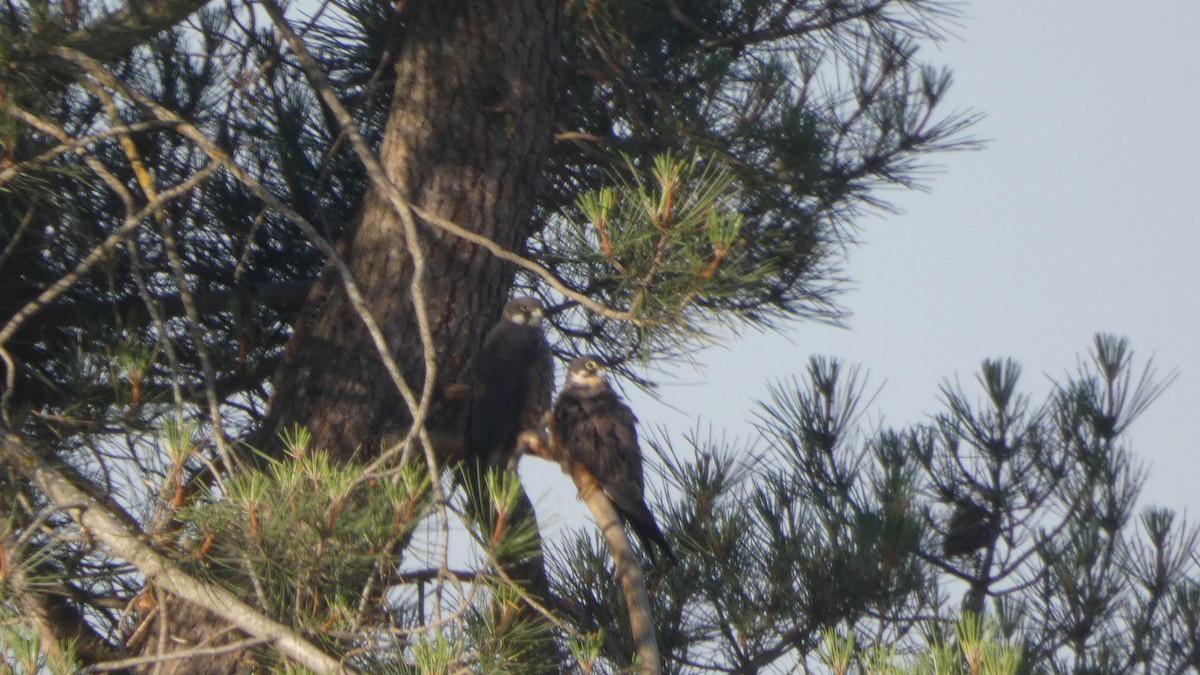 Eleonora's Falcon - ML638232973