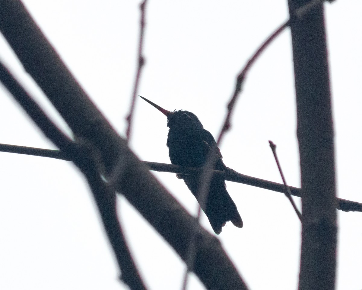 Glittering-bellied Emerald - ML638232979
