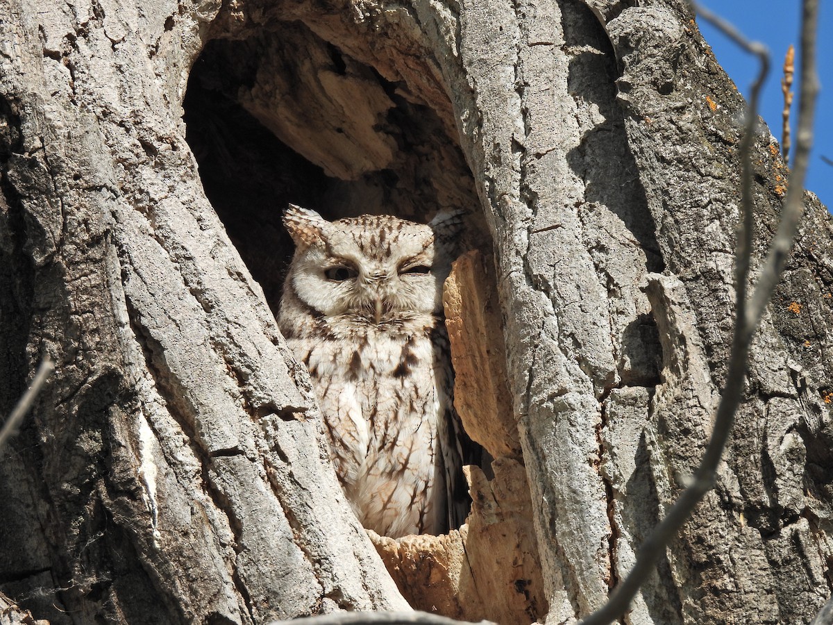 Eastern Screech-Owl - ML638232997