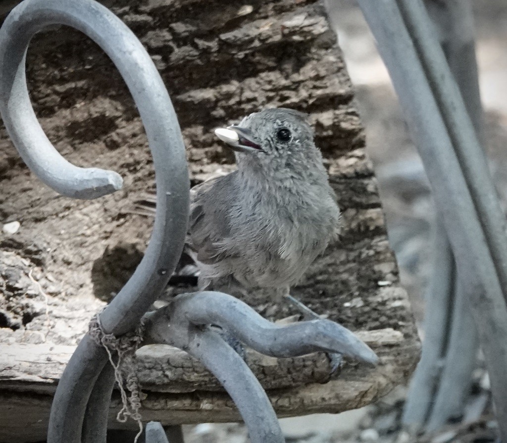 Juniper Titmouse - ML638233030