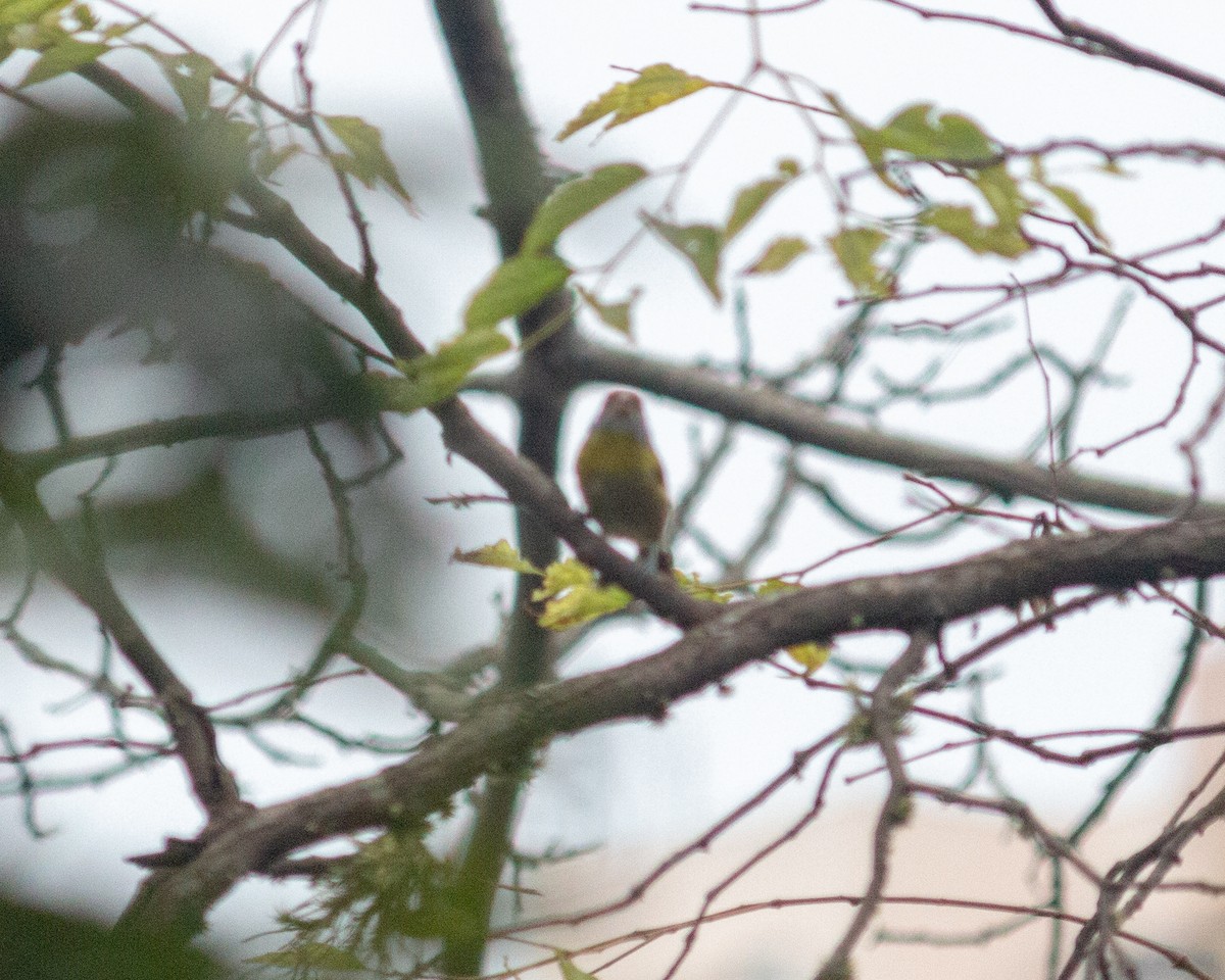 Rufous-browed Peppershrike - ML638233034