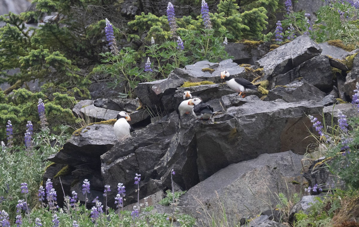 Horned Puffin - ML638233055