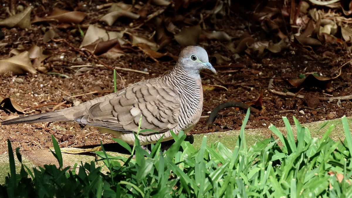 Zebra Dove - ML638233062
