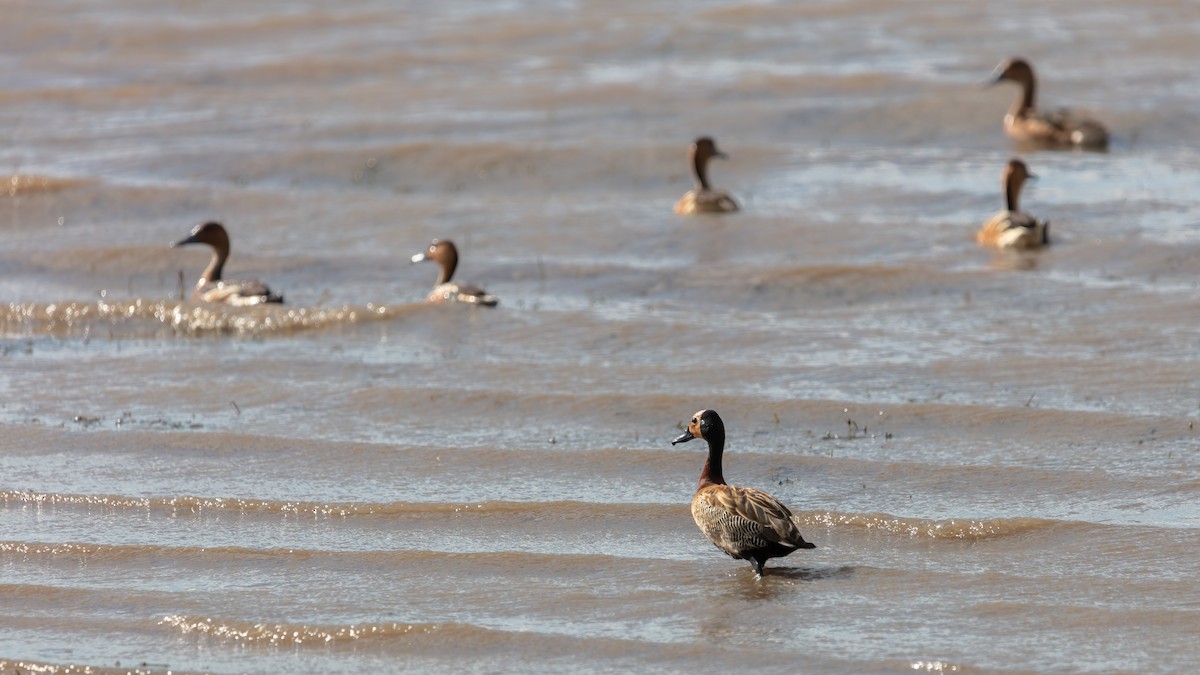 White-faced Whistling-Duck - ML638233064