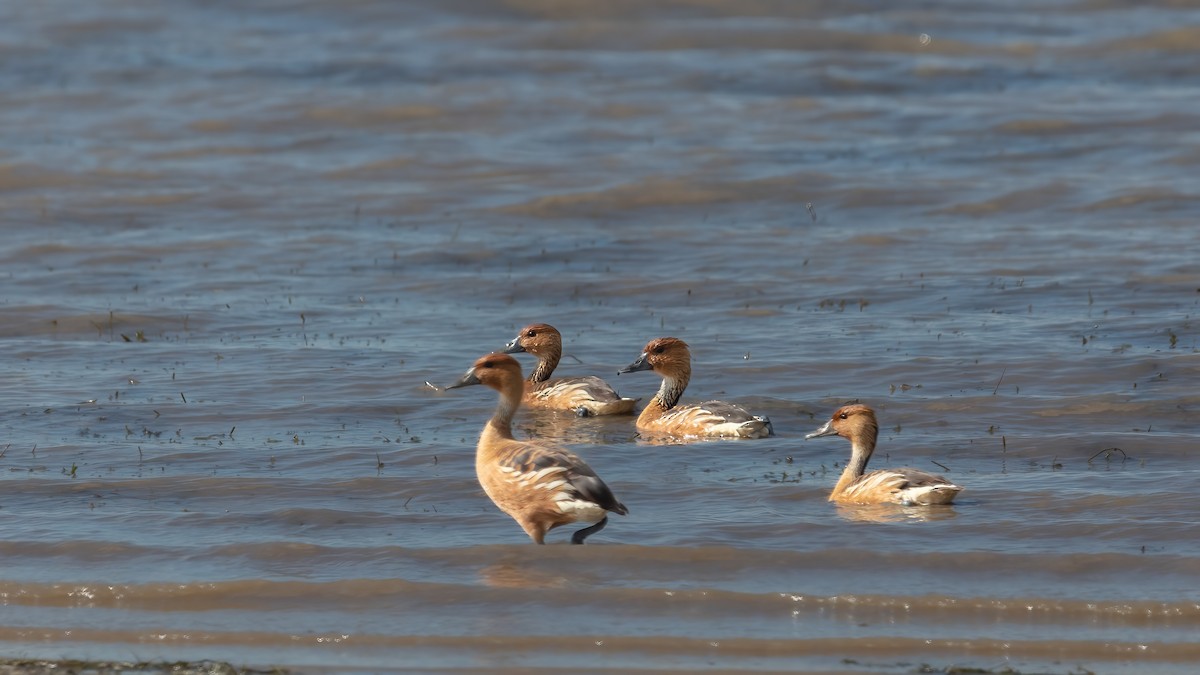 Fulvous Whistling-Duck - ML638233075
