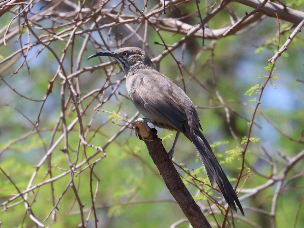 Crissal Thrasher - ML638233080