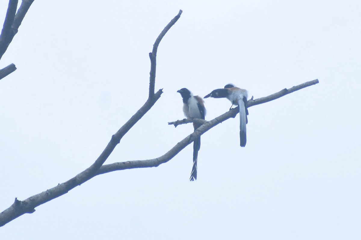 White-bellied Treepie - ML638233107