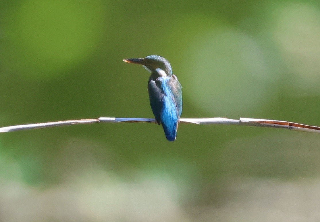 Common Kingfisher - ML638233113
