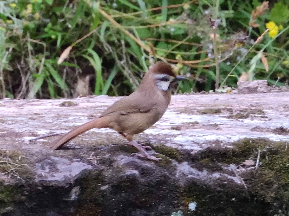 White-browed Laughingthrush - ML638233134