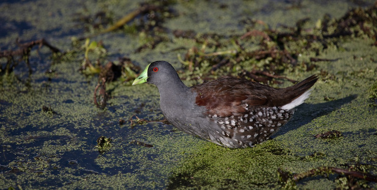 Spot-flanked Gallinule - ML638233136