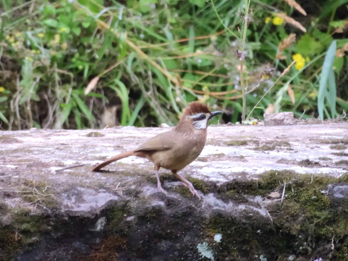 White-browed Laughingthrush - ML638233142