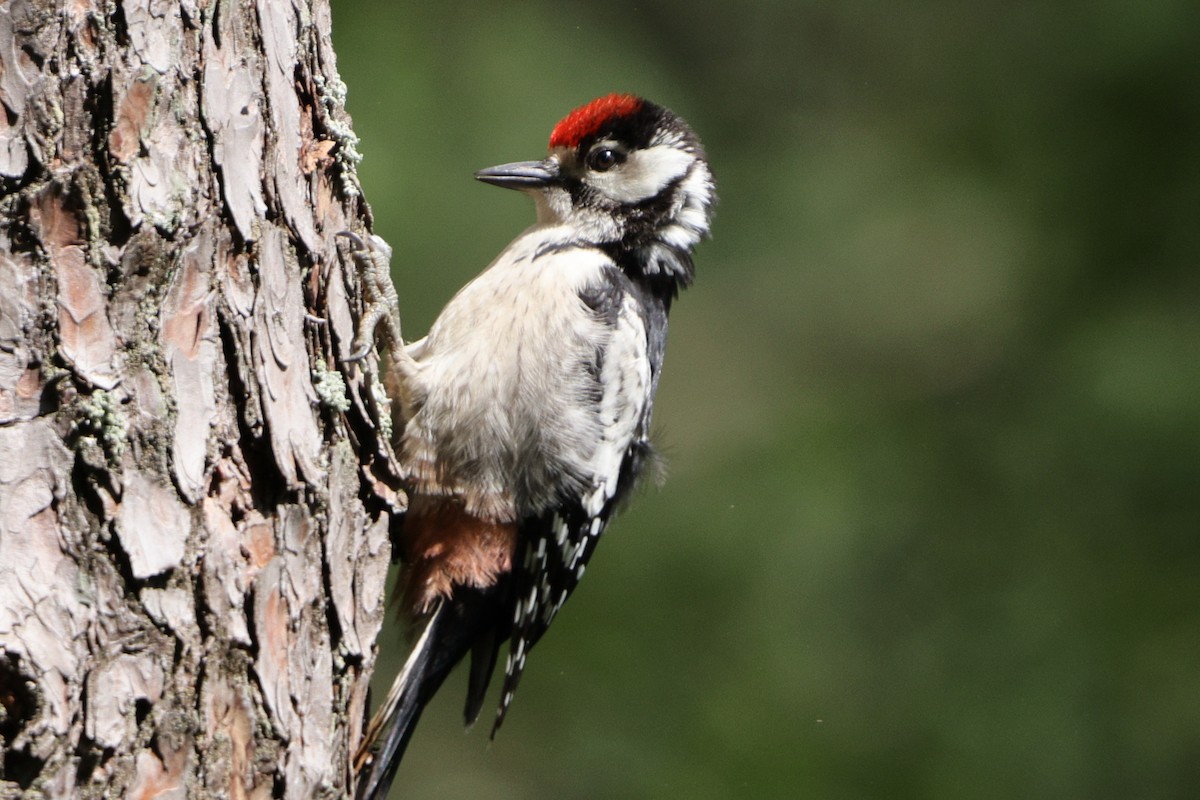 Middle Spotted Woodpecker - ML638233144
