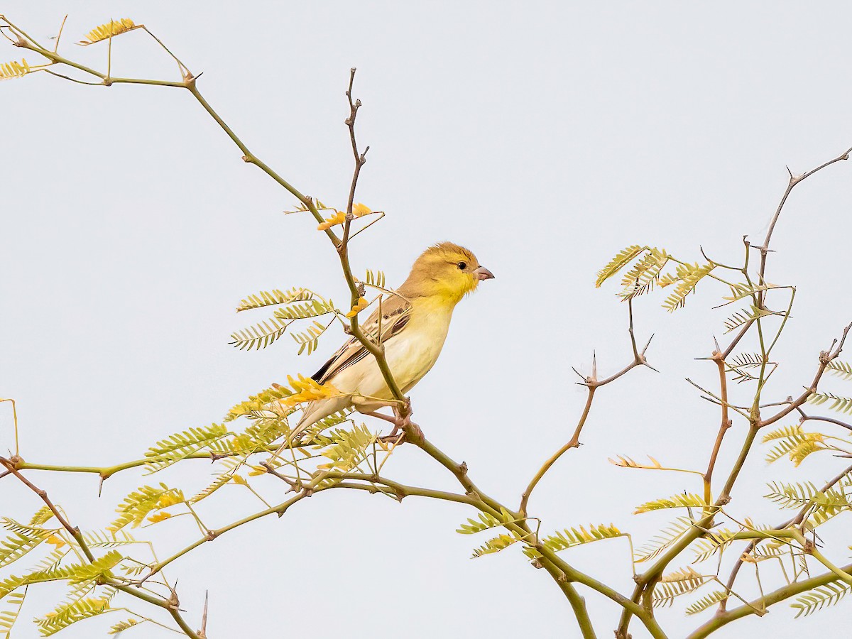 Sudan Golden Sparrow - ML638233148