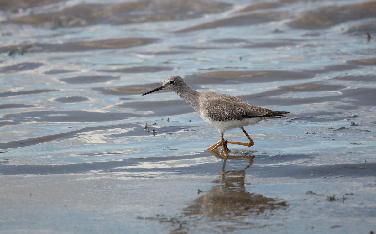 Lesser Yellowlegs - ML638233154