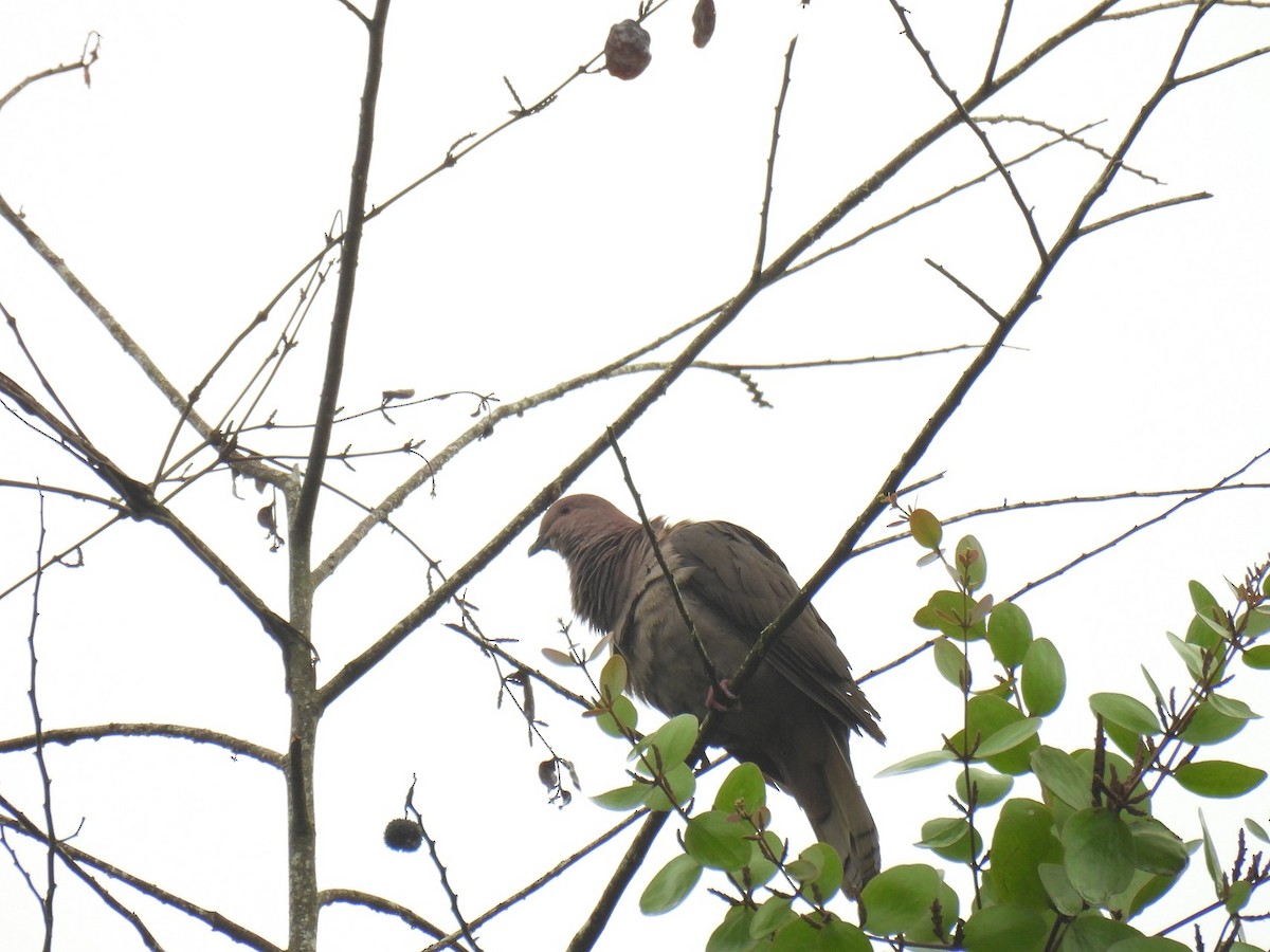Short-billed Pigeon - ML638233159