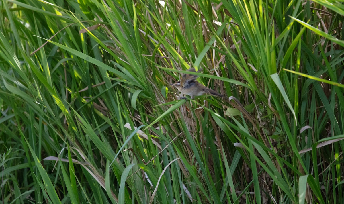 Wren-like Rushbird - ML638233204