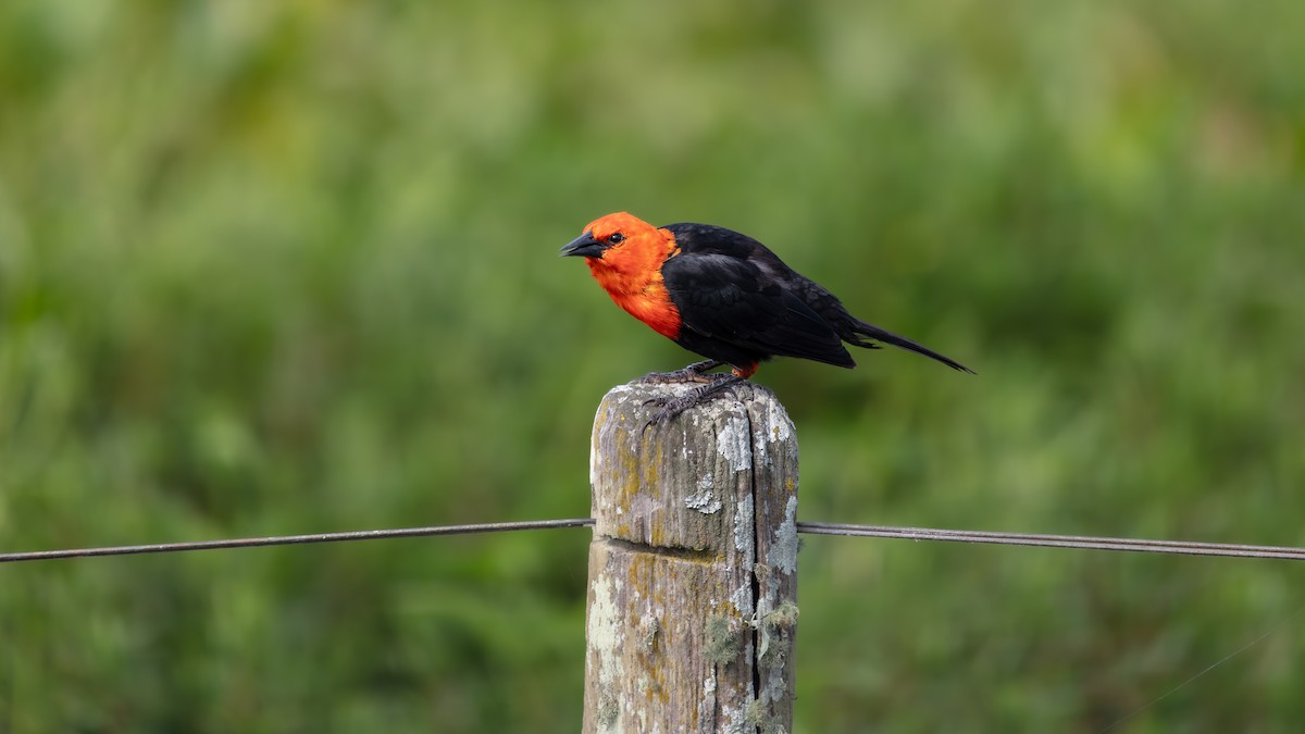 Scarlet-headed Blackbird - ML638233211