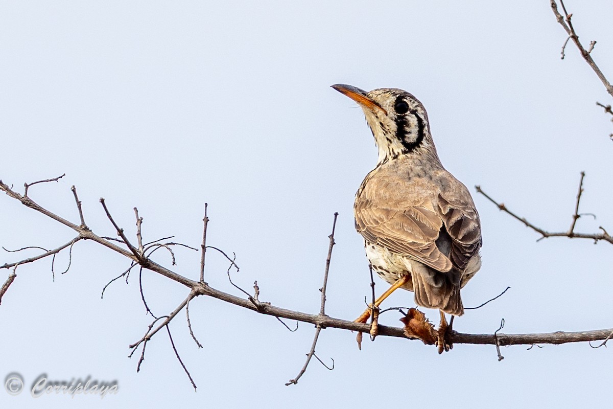 Groundscraper Thrush - ML638233238
