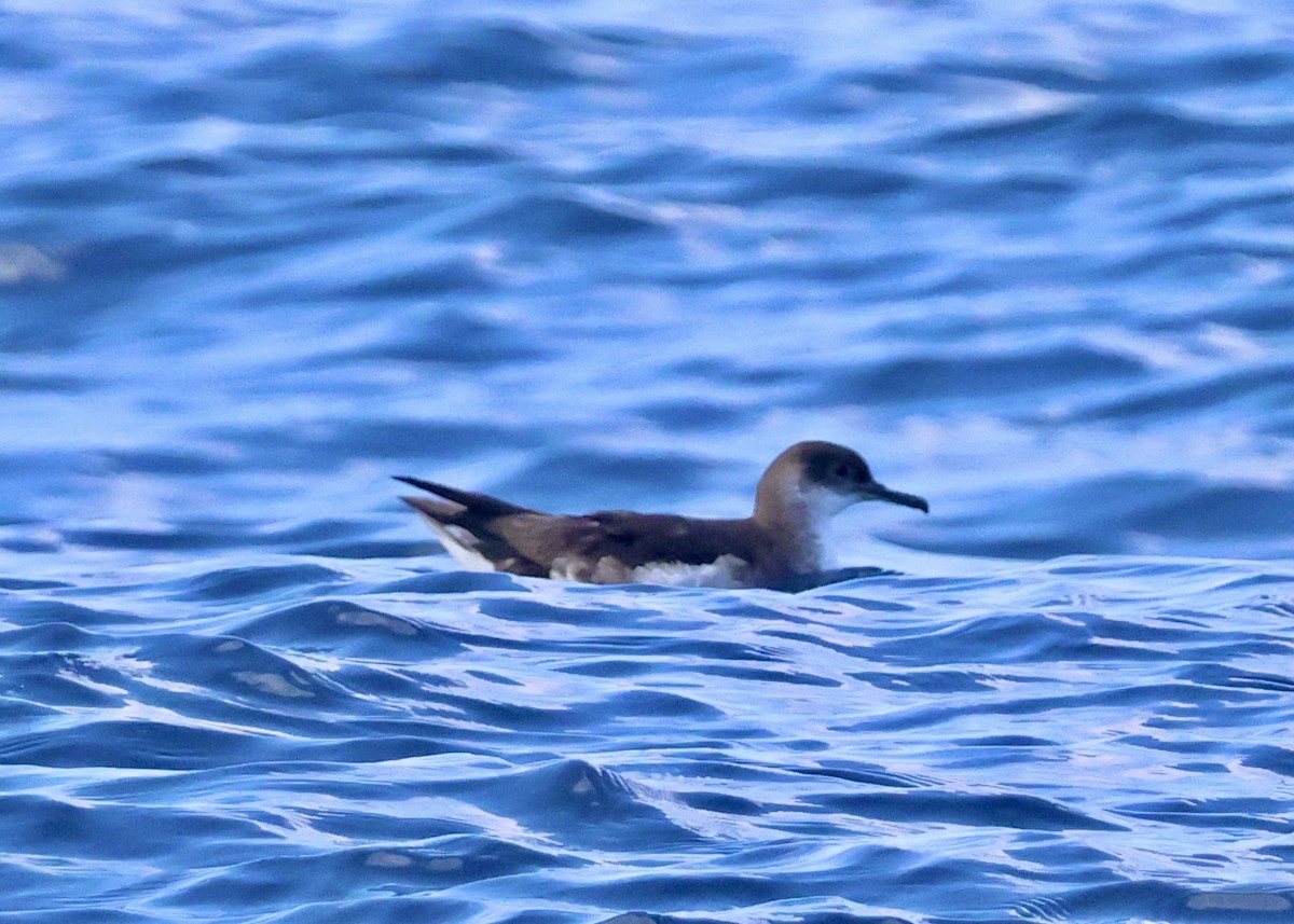 Manx Shearwater - ML638233241