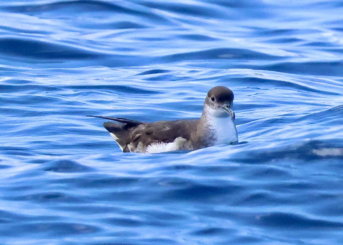 Manx Shearwater - ML638233242