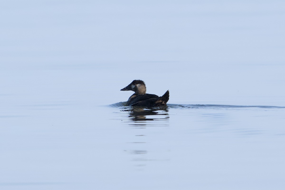 Surf Scoter - ML638233261