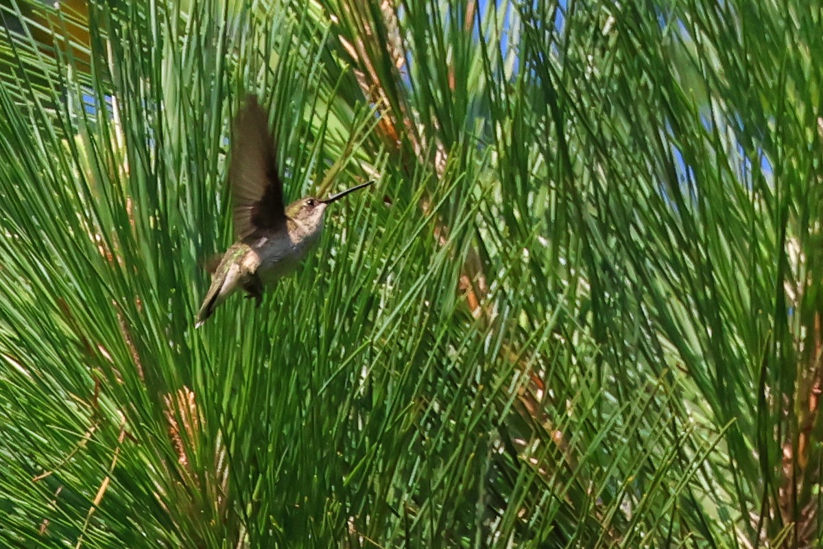Ruby-throated Hummingbird - ML638233289