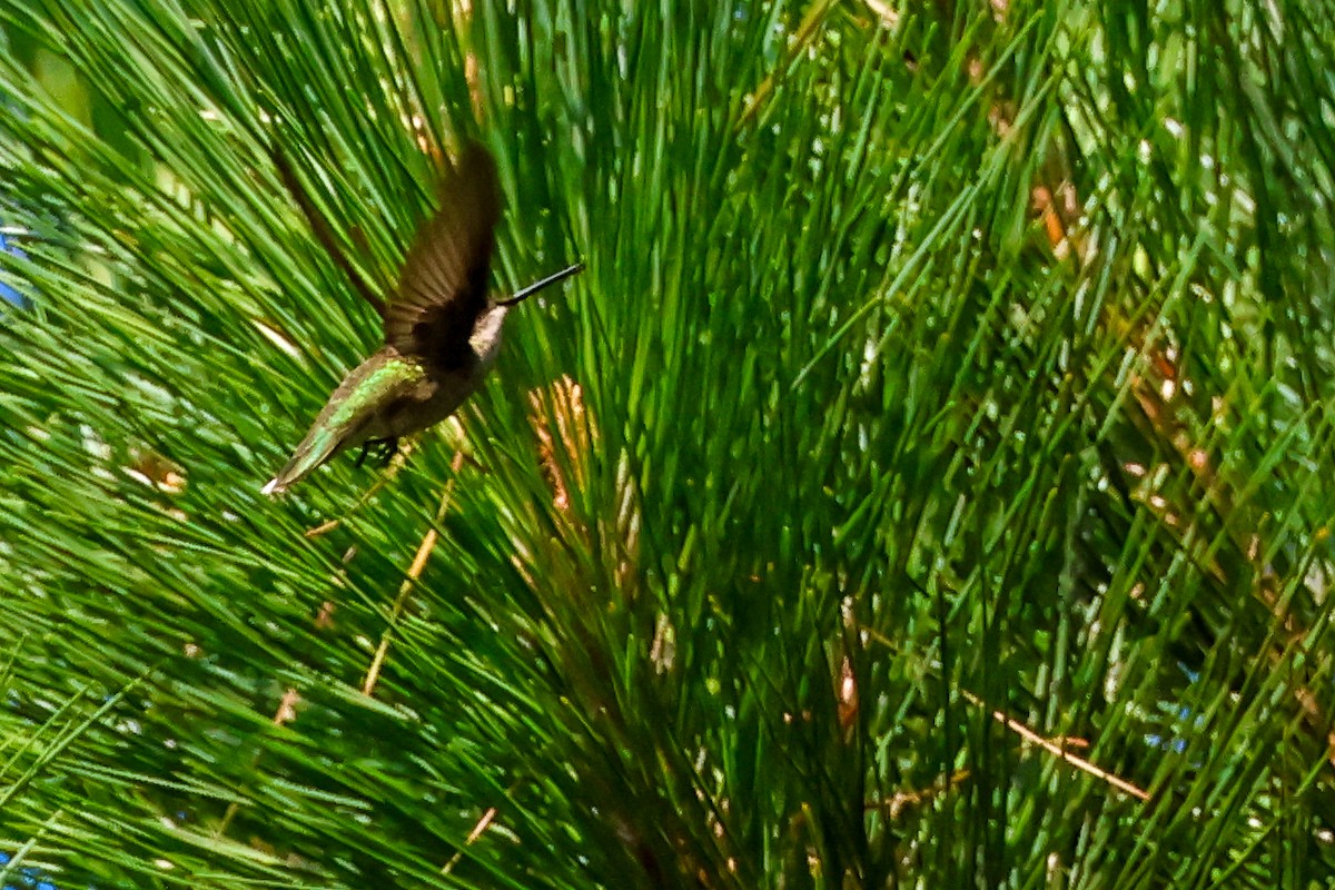 Ruby-throated Hummingbird - ML638233290
