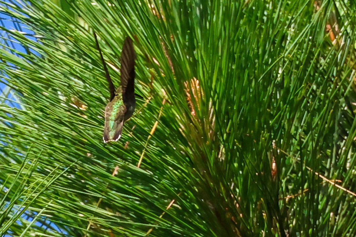 Ruby-throated Hummingbird - ML638233291