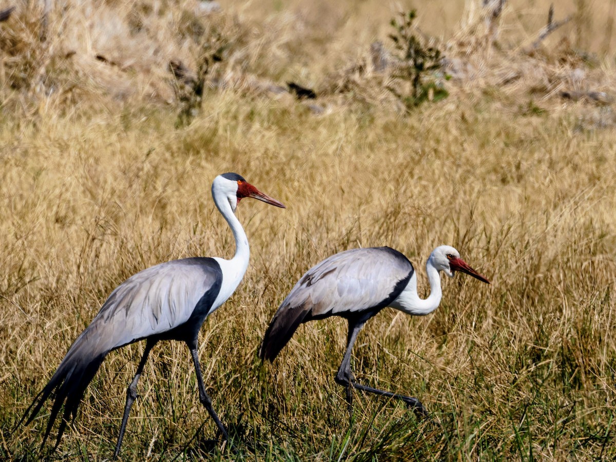 Wattled Crane - ML638233297
