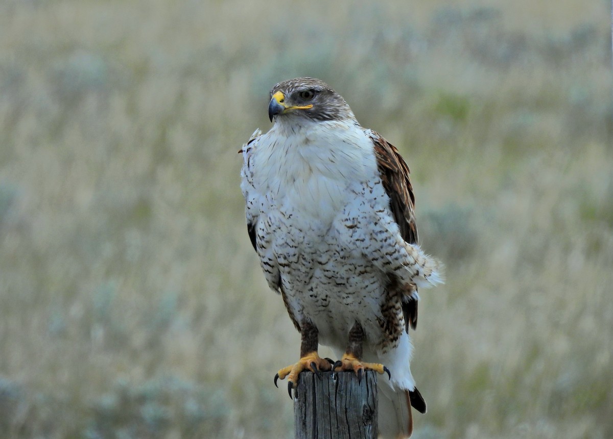 Ferruginous Hawk - ML638233313