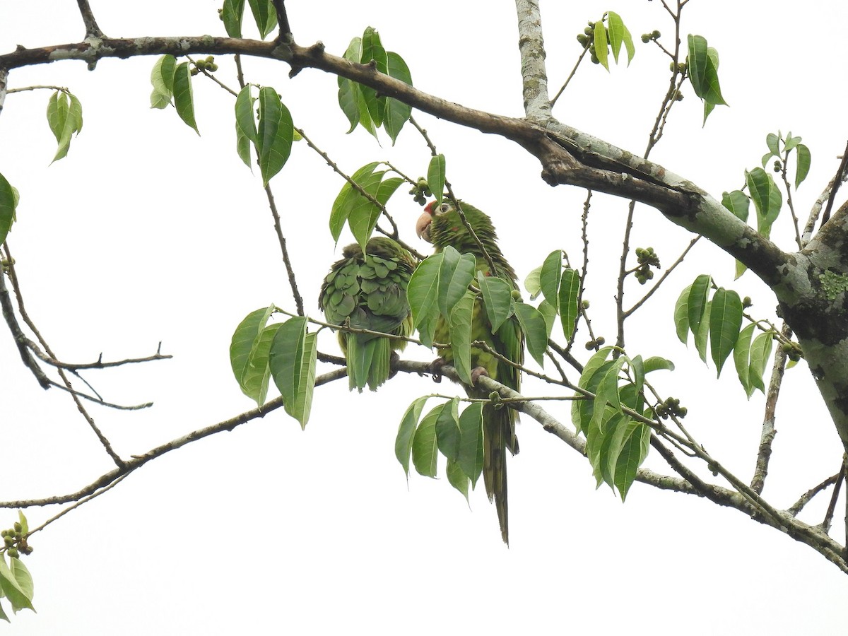 Crimson-fronted Parakeet - ML638233314