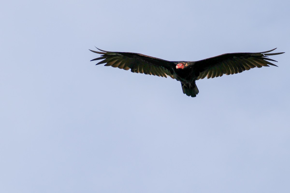Turkey Vulture - ML638233329