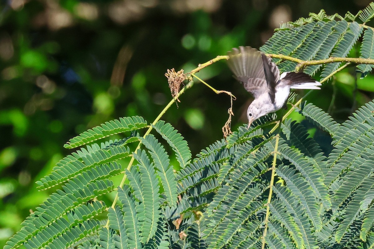 Blue-gray Gnatcatcher - ML638233332