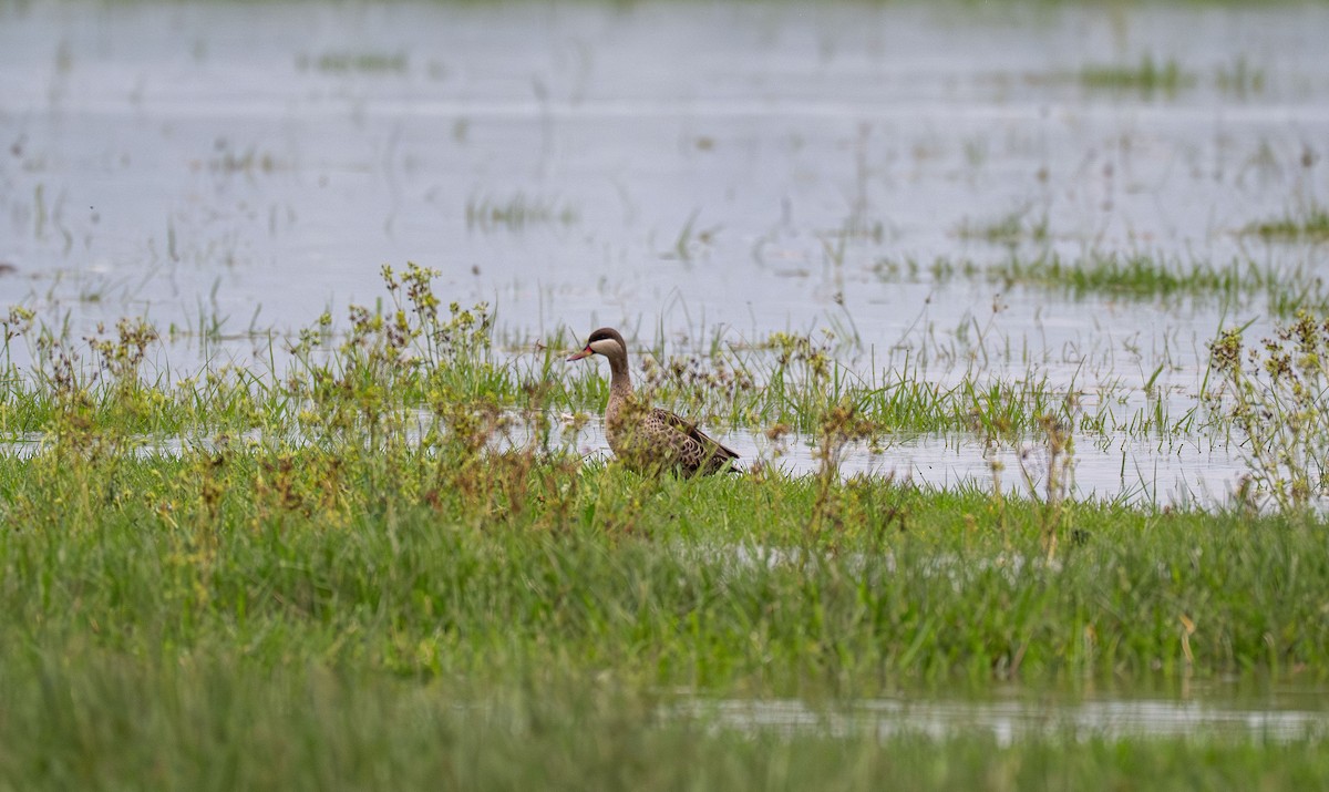 Red-billed Duck - ML638233368