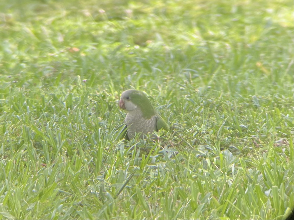 Monk Parakeet (Monk) - ML638233373