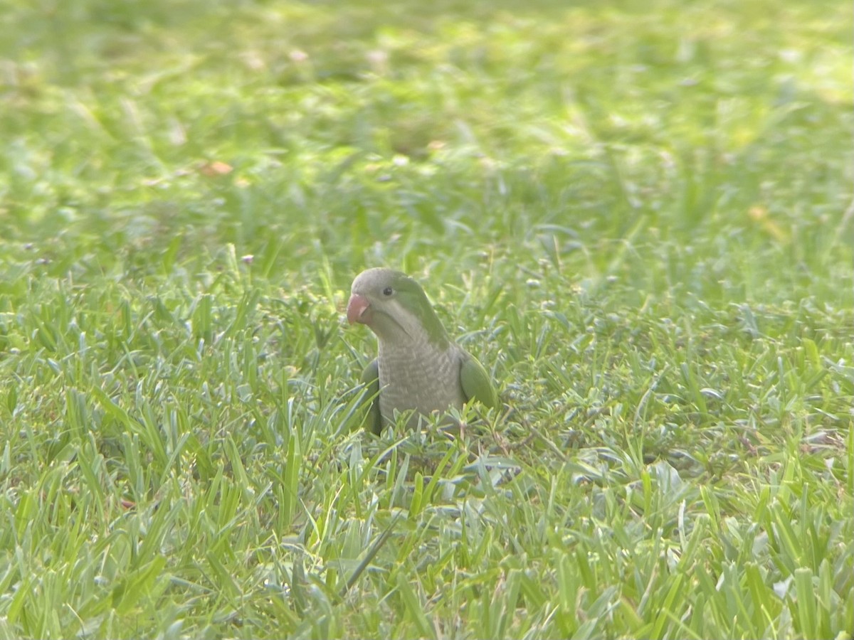 Monk Parakeet (Monk) - ML638233374